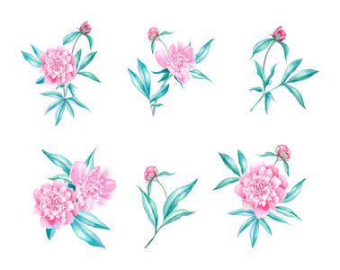 牡丹花卉水彩插图