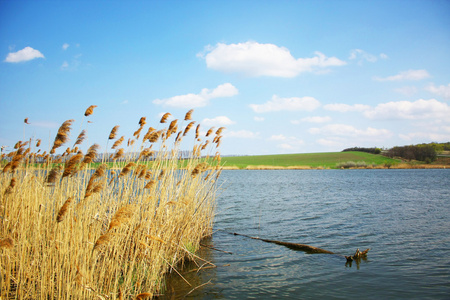 春季景观