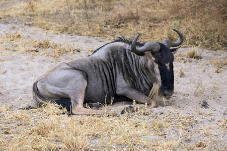 在东非野生动物园拍摄的野生角羚