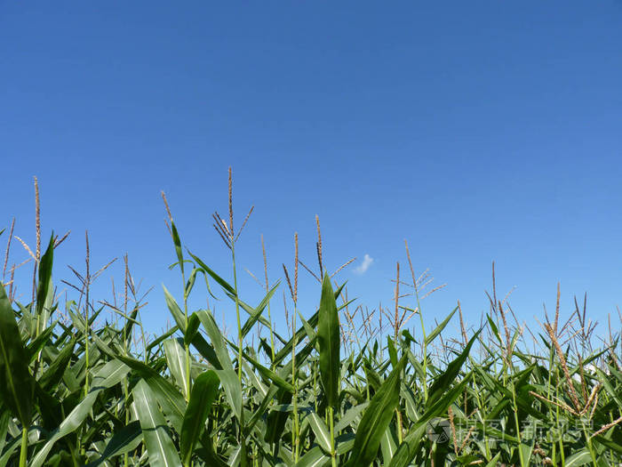 在蓝色天空背景下的玉米田