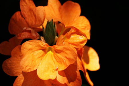阳光下明亮橙花的特写图片