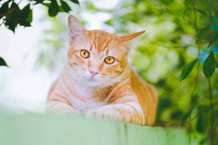 可爱的橙色的猫在花园里