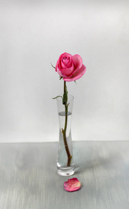 粉红玻璃花瓶中的玫瑰