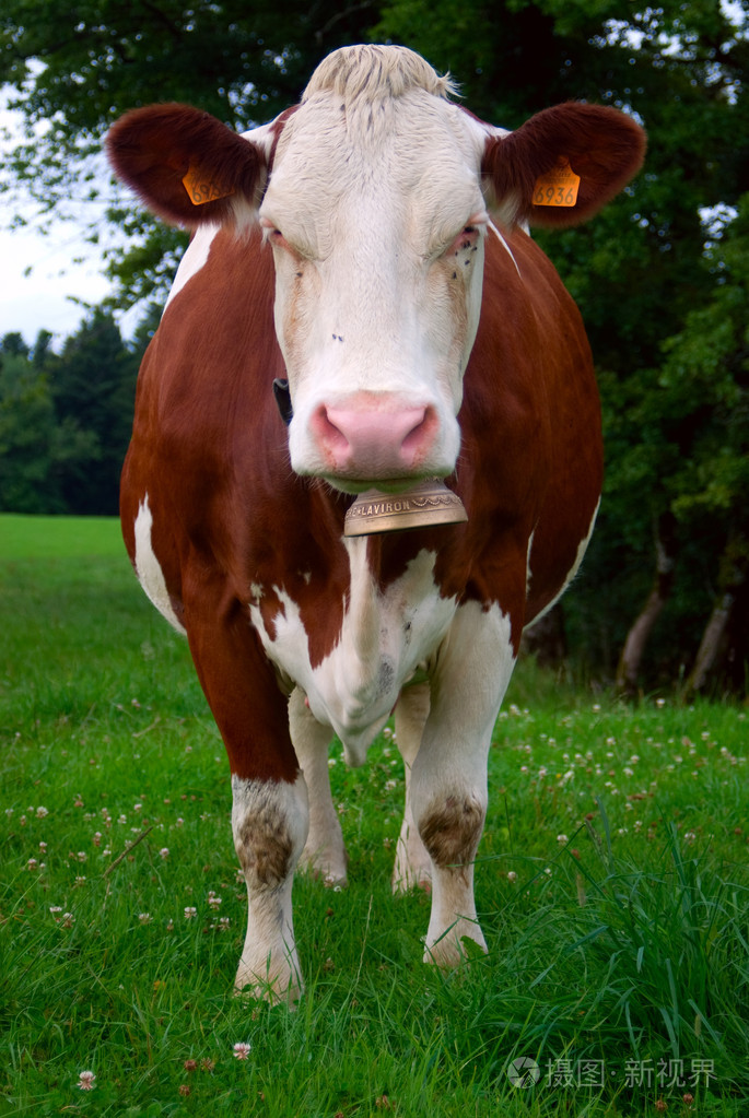 一头牛照片-正版商用图片01369a-摄图新视界