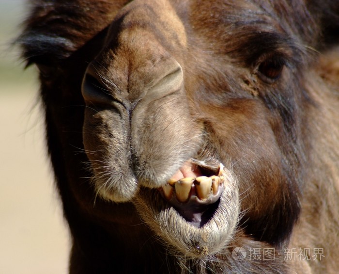 骆驼咬紧了脸