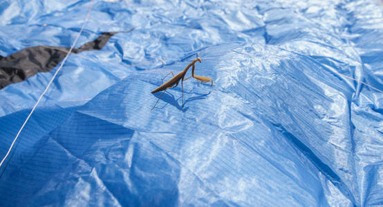 螳螂菩提树图片