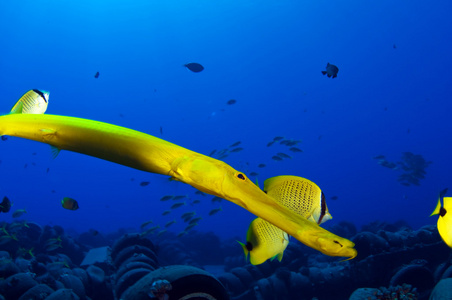 毛伊岛的海洋生物