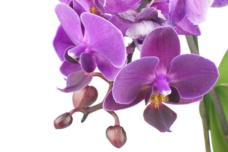 孤立在白色背景上的紫色兰花粉红紫色葱兰花,收起来,孤立,白色背淡