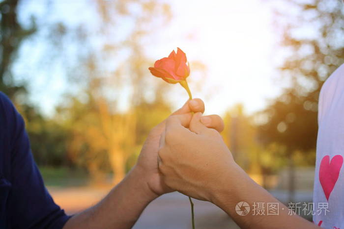 男人的手,一朵红玫瑰给上自然模糊背景与阳光效果的女人.