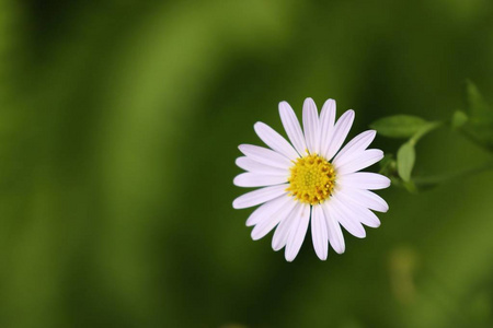 自然界中的白花