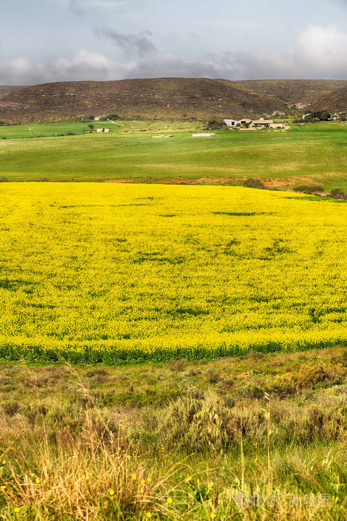 在南非的近景菜子油字段
