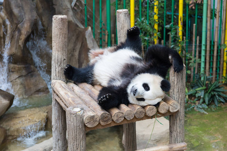 大熊猫在木制平台上睡觉图片