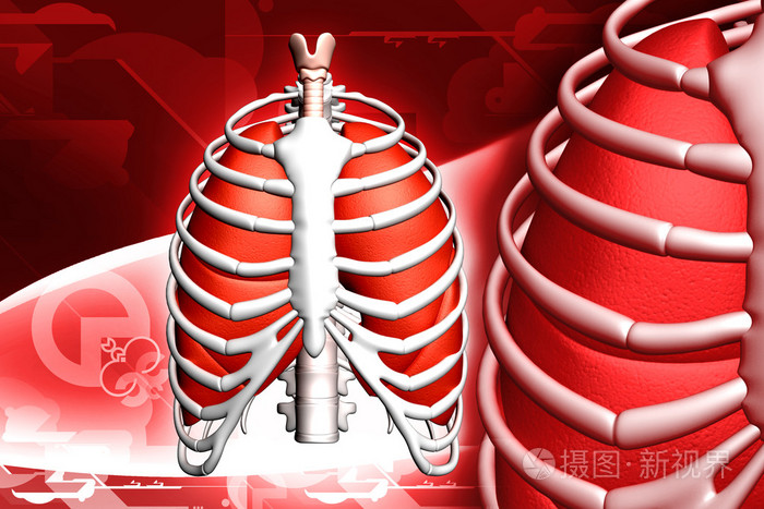人的和肋骨