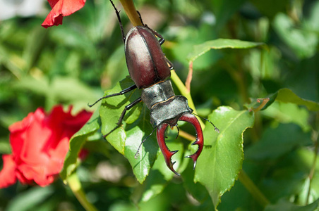 大甲虫 Lucanus 鹿