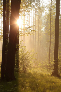 日出穿过森林中的树木图片