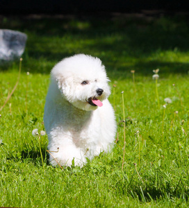 积极的白色小狗正沿着绿色的林间空地走在阳光灿烂的日子