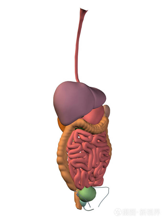 消化系统的插图