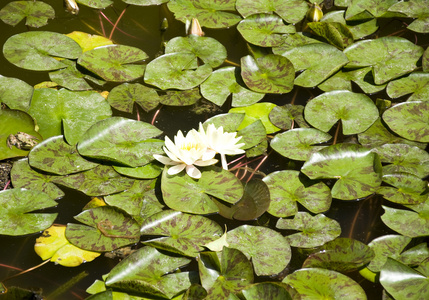 荷花，睡莲 water lily的名词复数 