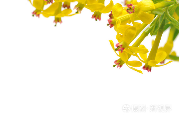 小檗属植物 小檗属植物的浆果