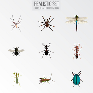 现实的吸浆虫 蜘蛛 蝗虫和其他向量元素。Bug 现实符号集还包括蚱蜢 昆虫 飞对象