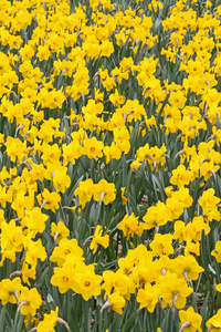黄水仙，黄水仙花 daffodil的名词复数 
