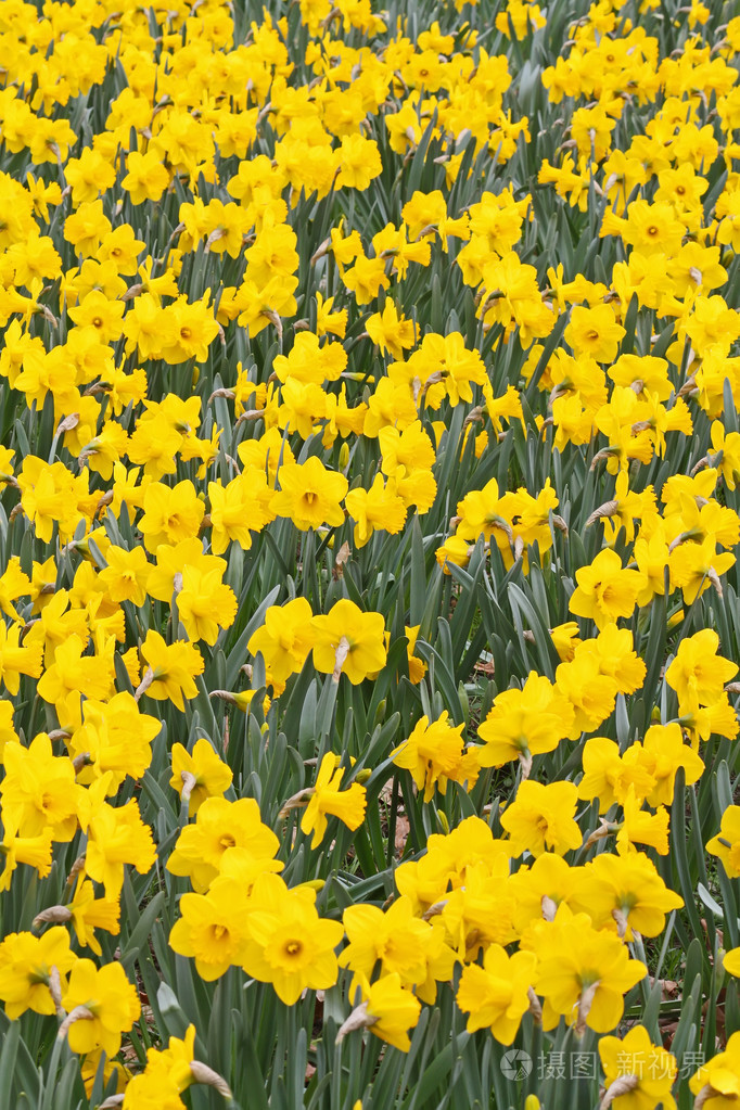 黄水仙黄水仙花daffodil的名词复数