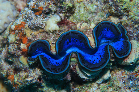 有凹槽的巨蚌图片