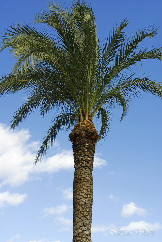 棕榈树