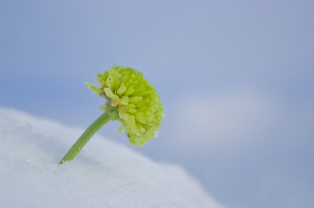 绿菊菊花