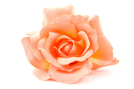 一支丝橙玫瑰图片