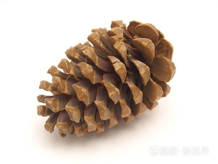 松果松球pinecone的名词复数