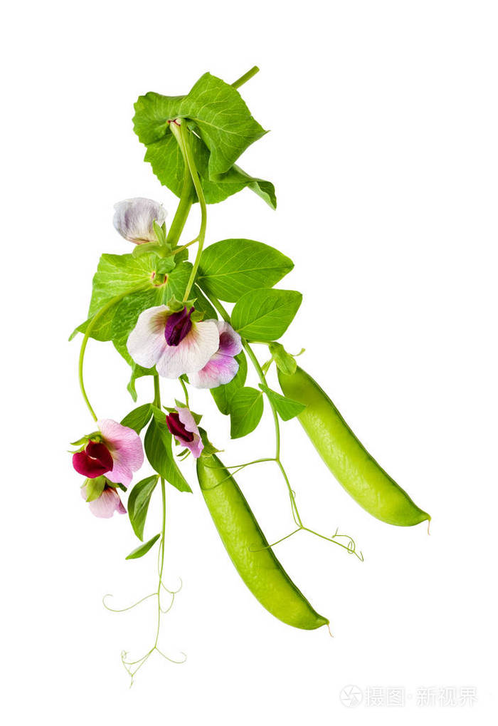 豌豆植物与花