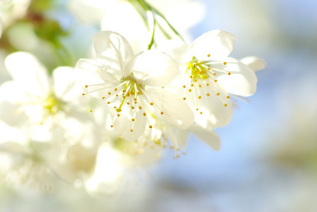 尤指果树的花 blossom的名词复数  花丛，花簇