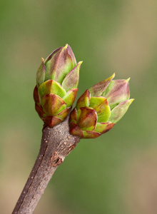 丁香花蕾