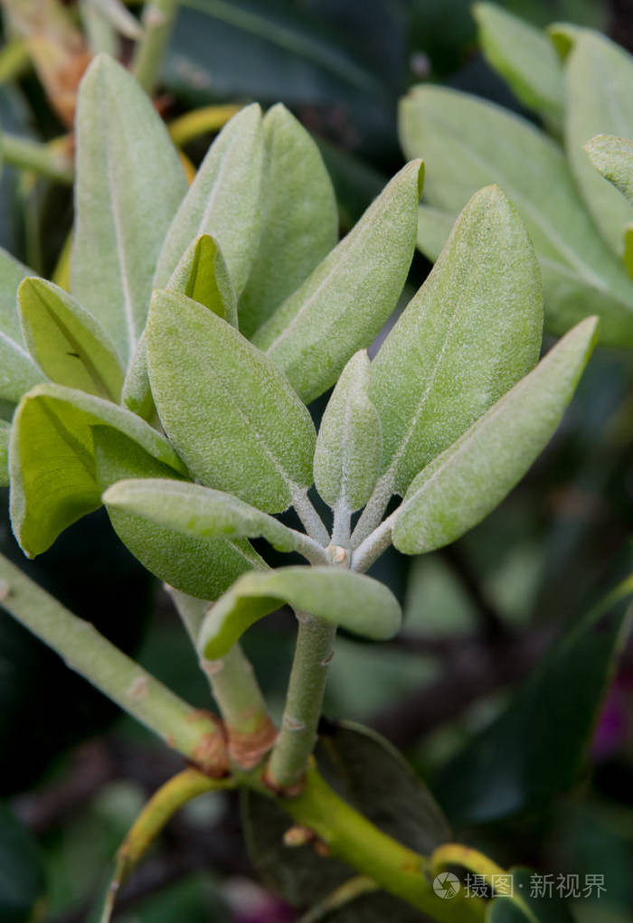 新叶杜鹃布什照片-正版商用图片0143is-摄图新视界