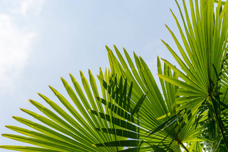 条纹的热带棕榈叶纹理与太阳光线，绿叶背景