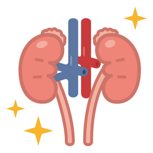 肾脏的插图图片