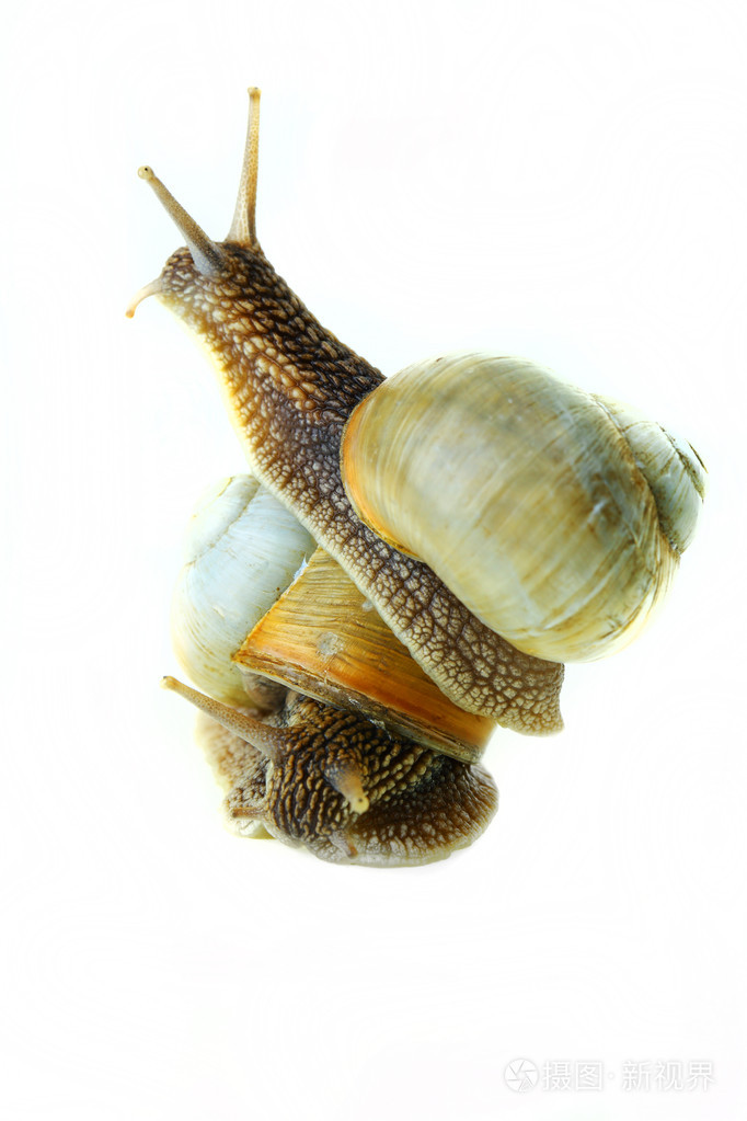 snail