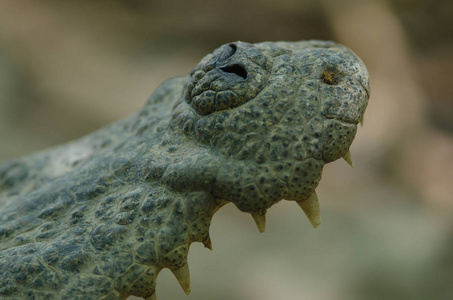 鳄鱼的鼻子图片