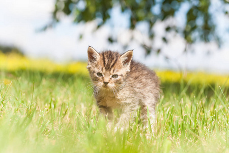 灰色的小猫，在草地上