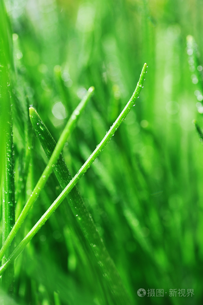 青草的露水