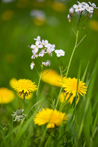 蒲公英和杜鹃花图片