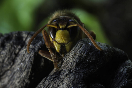欧洲大黄蜂是最大的群居黄蜂