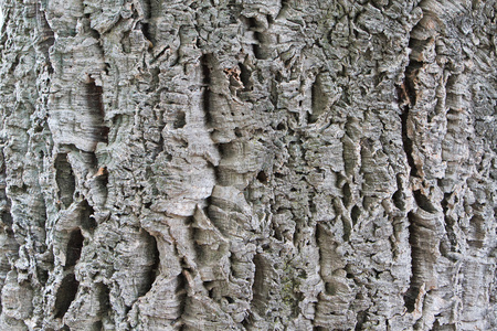 软木树皮
