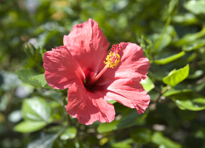 木槿，芙蓉