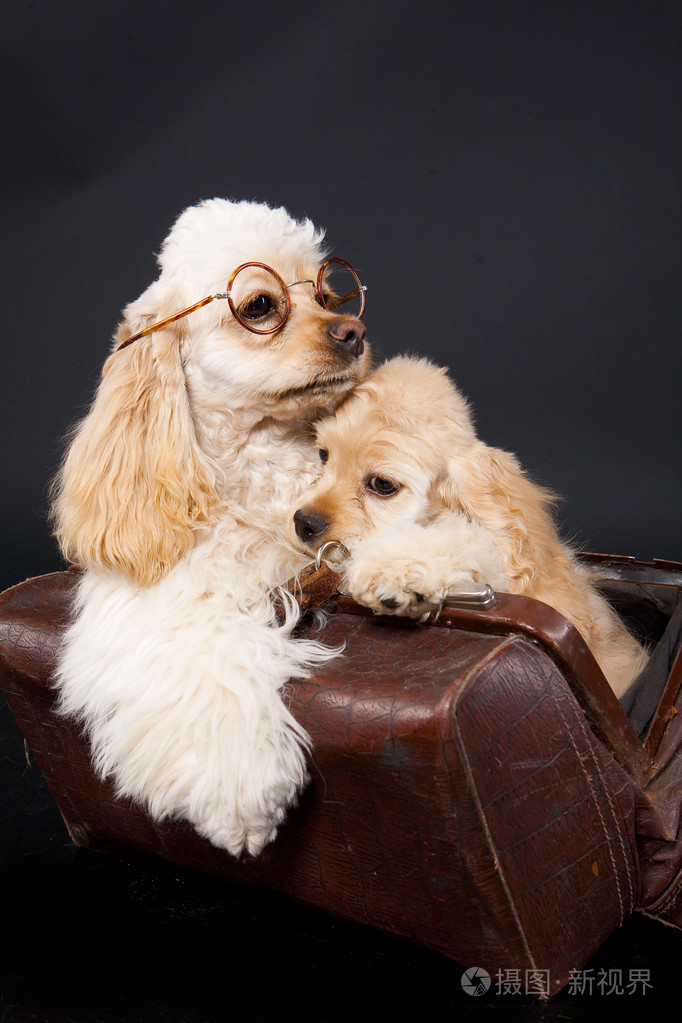 一种英国的小猎犬