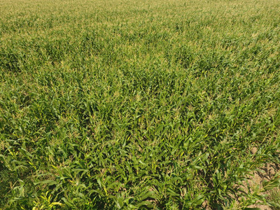 玉米田。绿色玉米在田野上绽放。玉米穗的生长和成熟期