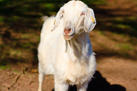 败类之中的规矩人与black sheep相对