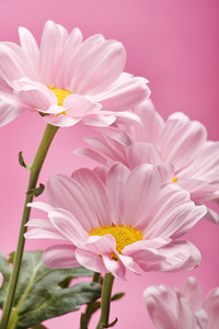 粉红色的雏菊花