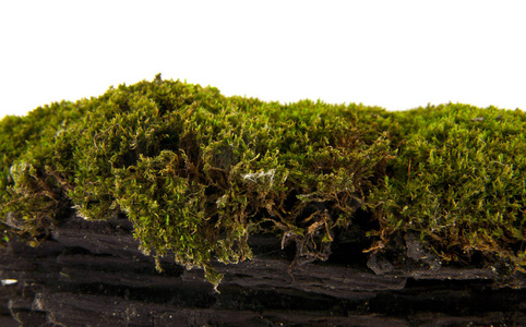 孤立在白色背景上的旧木头上的苔藓
